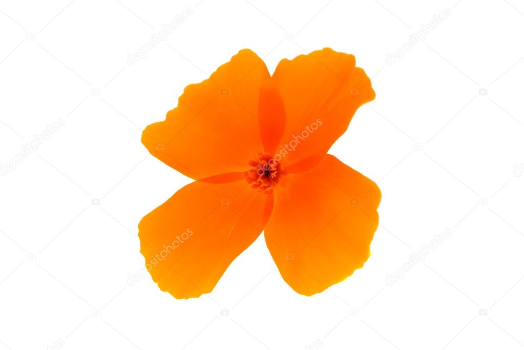 orange gerbera colorful