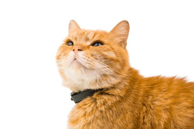 İngiliz kırmızı kedi 
