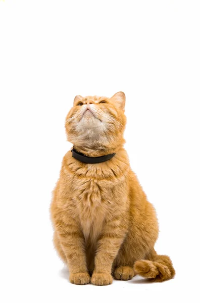 Британский красный кот — стоковое фото