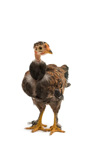 Chicken bird animal — Stock Photo, Image