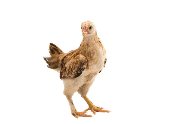닭 조류 동물 — 스톡 사진