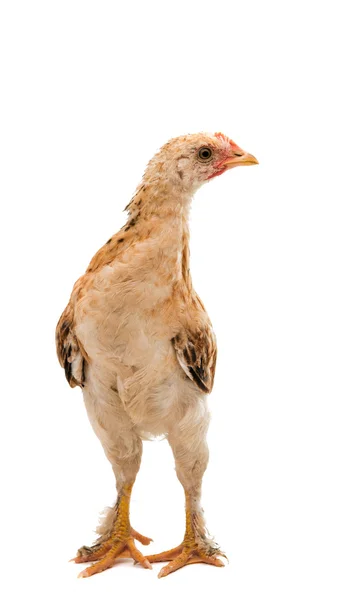 Chicken bird animal — Stock Photo, Image