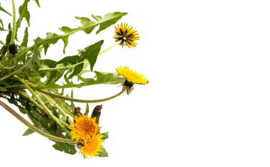 Karahindiba flowers.summer 