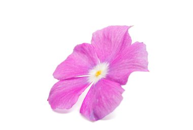 güzel pembe vinca çiçek (Madagaskar salyangozu)