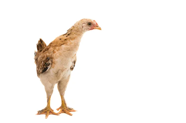 Птица курица — стоковое фото