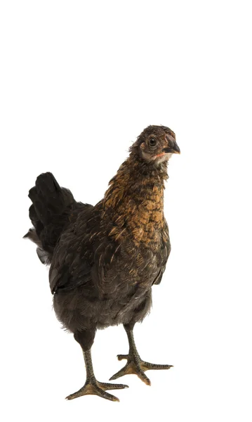 Kyckling fågel djur — Stockfoto