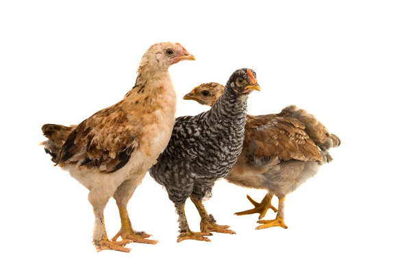 鶏鳥動物 — ストック写真