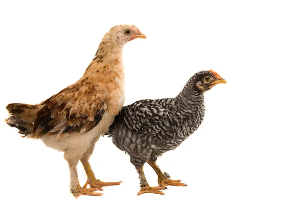 Chicken bird animal — Stock Photo, Image