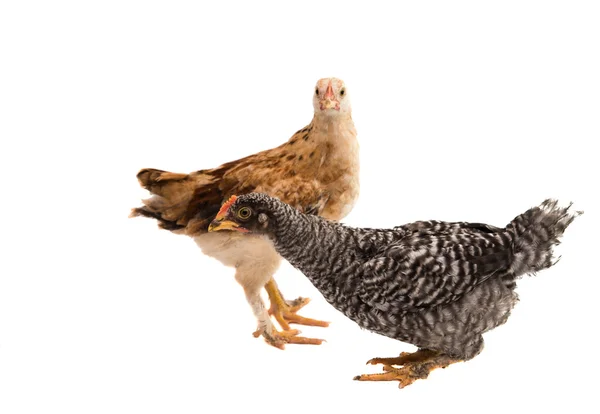 Csirke madár állat — Stock Fotó