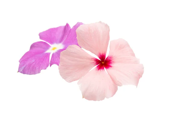 Wunderschöne rosa Vinca-Blüten (Madagaskar-Immergrün)) — Stockfoto