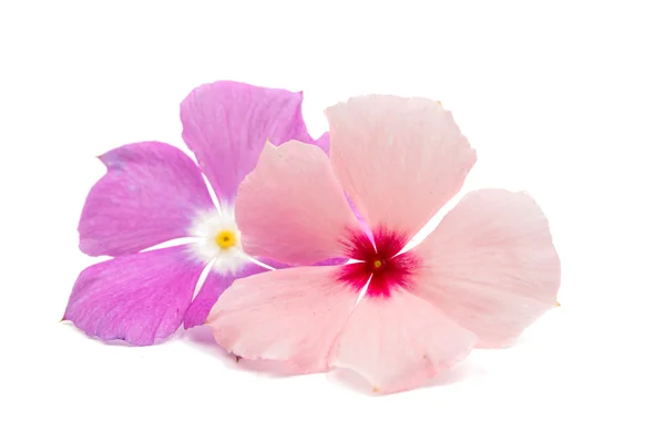 Hermosas flores de vinca rosa (madagascar periwinkle ) —  Fotos de Stock