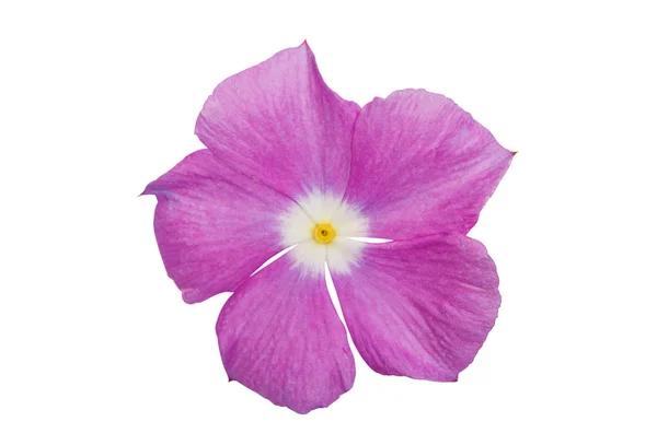 美丽的粉红色长春花 （朵马达加斯加长春花) — 图库照片
