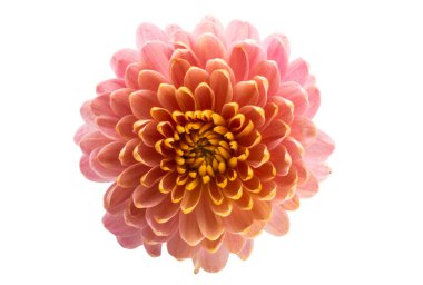 Güzel kasımpatı çiçeği beyaz arka planda izole edilmiş.