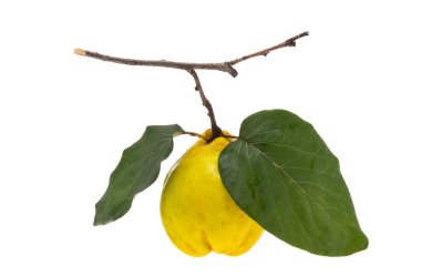 quince beyaz arkaplanda izole