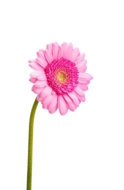 Gerbera çiçeği beyaz arkaplanda izole edilmiş