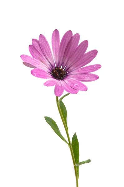 Osteospermum Daisy Cape Daisy Flower Aislado Sobre Fondo Blanco Macro —  Fotos de Stock