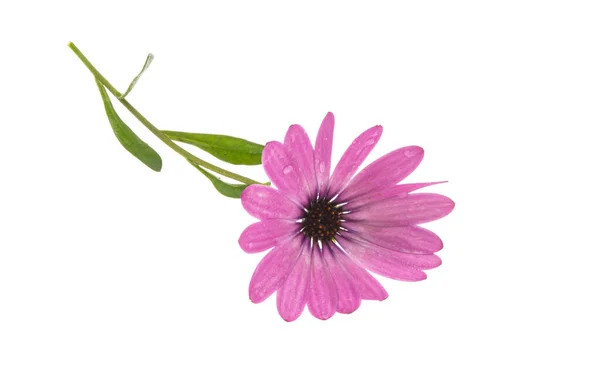 Osteospermum Daisy Eller Cape Daisy Blomma Isolerad Över Vit Bakgrund — Stockfoto