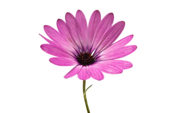 Osteospermum Daisy Cape Daisy Flower Aislado Sobre Fondo Blanco Macro — Foto de Stock