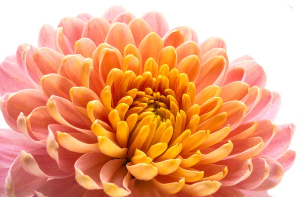Beautiful Chrysanthemum Flower Isolated White Background — Stock Photo, Image