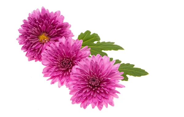 Vacker Krysantemum Blomma Isolerad Vit Bakgrund — Stockfoto