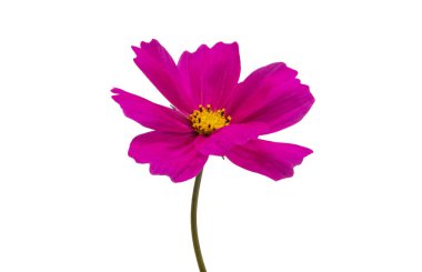 Beyaz arkaplanda kosmeya çiçeği izole