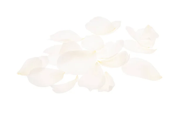Białe Płatki Róż Izolowane Białym Tle — Zdjęcie stockowe