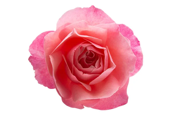 Pink Rose Flower Isolated White Background — Stock Photo, Image