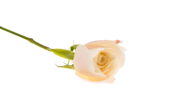 Fehér Rózsa Virág Elszigetelt Fehér Háttér — Stock Fotó