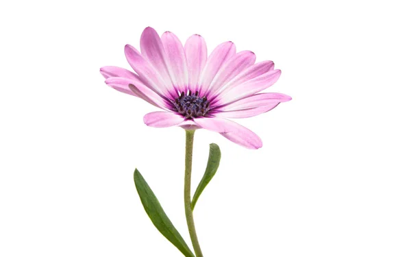 Osteospermum Daisy Veya Burun Çiçeği Beyaz Arkaplan Üzerinde Zole Edildi — Stok fotoğraf