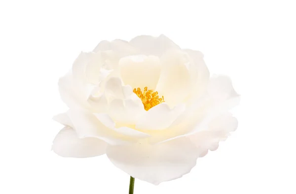Biały Kwiat Róży Izolowane Białym Tle — Zdjęcie stockowe