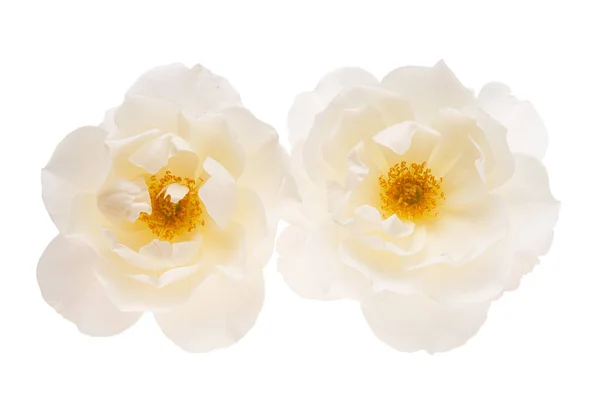 Biały Kwiat Róży Izolowane Białym Tle — Zdjęcie stockowe