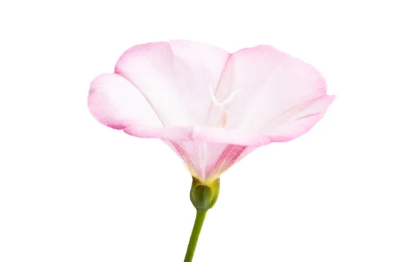 Bindweed Kwiat Izolowane Białym Tle — Zdjęcie stockowe