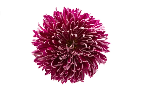 Krysantemum Blomma Isolerad Vit Bakgrund — Stockfoto