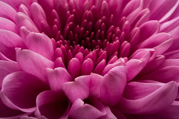 Fiore Crisantemo Isolato Sfondo Bianco — Foto Stock