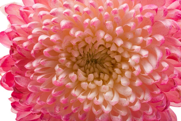 Chrysanthemum Flower Isolated White Background — Stock Photo, Image