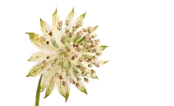 Kwiat Astrantia Izolowane Białym Tle — Zdjęcie stockowe