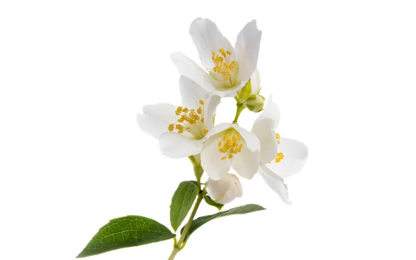 Zweig Mit Jasminblüten Isoliert Auf Weißem Hintergrund — Stockfoto