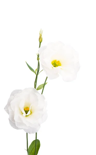 Vacker Eustoma Blommor Isolerad Vit Bakgrund — Stockfoto