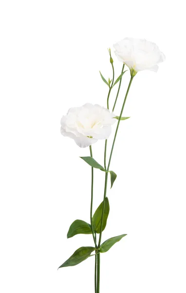 Hermosas Flores Eustoma Aisladas Sobre Fondo Blanco — Foto de Stock