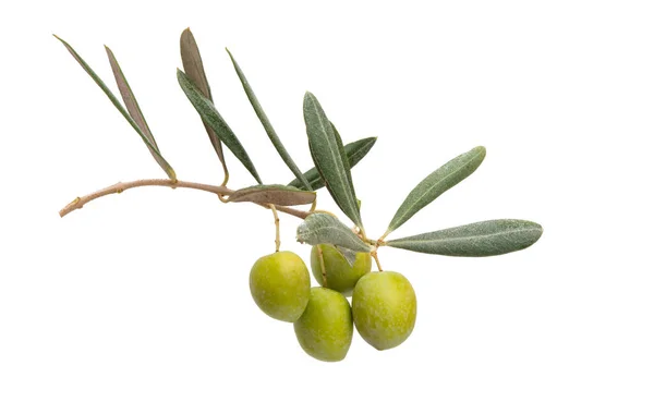 Olijven Met Bladeren Geïsoleerd Witte Achtergrond — Stockfoto