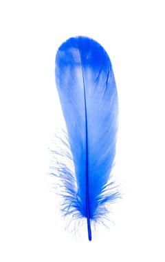 mavi tüy beyaz arkaplanda izole edildi