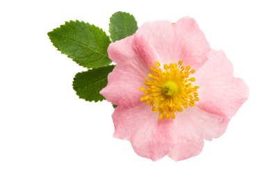 gül kalçaları beyaz arkaplanda izole edildi