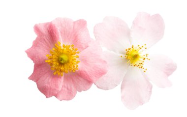 gül kalçaları beyaz arkaplanda izole edildi