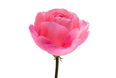 Pembe Gül beyaz arkaplanda izole edildi