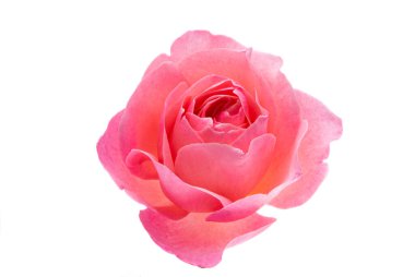 Pembe Gül beyaz arkaplanda izole edildi