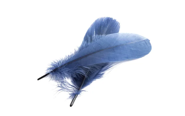 Blue Feather Isolated White Background — Stock Photo, Image