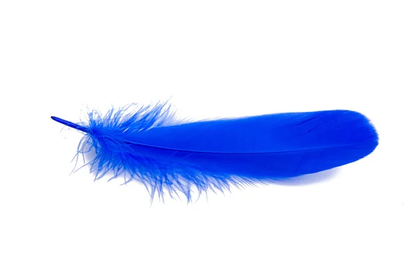 白い背景に隔離された青い羽 — ストック写真