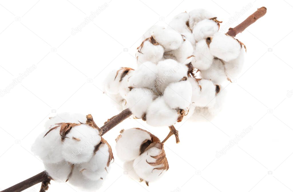 cotton isolated on white background
