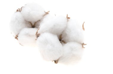 Pamuk tomurcuğu beyaz arkaplanda izole