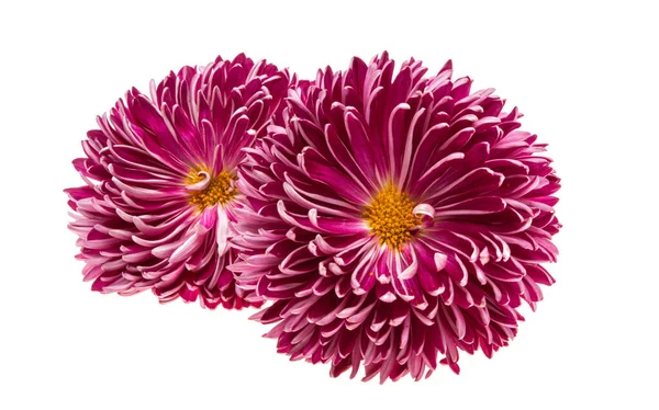 Chrysanthemum Flower Isolated White Background — Stock Photo, Image